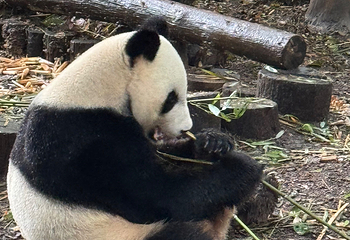 成都大熊猫繁育研究基地第 505 张图片