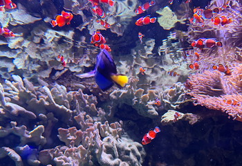 冲绳美丽海水族馆第 126 张图片