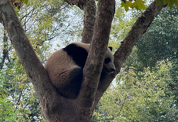 成都大熊猫繁育研究基地第 384 张图片