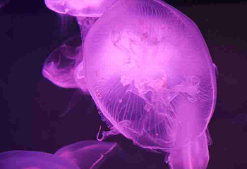 墨尔本水族馆第 57 张图片