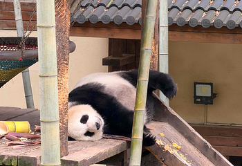 天目湖南山竹海第 140 张图片