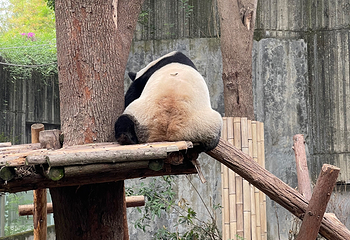 成都大熊猫繁育研究基地第 297 张图片