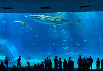 冲绳美丽海水族馆第 72 张图片