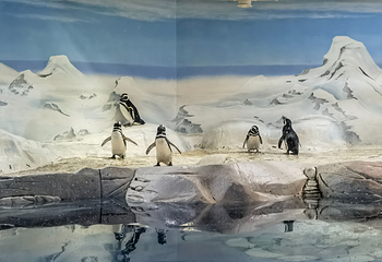 上海海洋水族馆第 81 张图片
