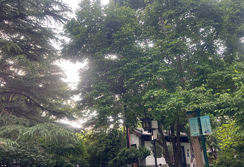 趵突泉景区第 303 张图片