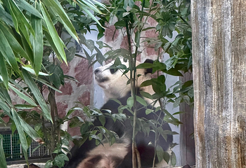 成都大熊猫繁育研究基地第 517 张图片