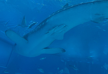 冲绳美丽海水族馆第 235 张图片