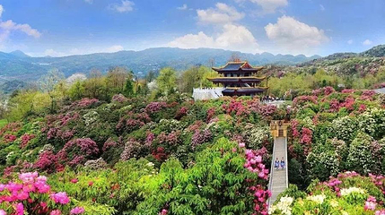 百里杜鹃花海文化城第 1 张图片