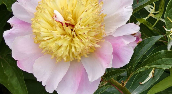 兴平市贵妃牡丹园