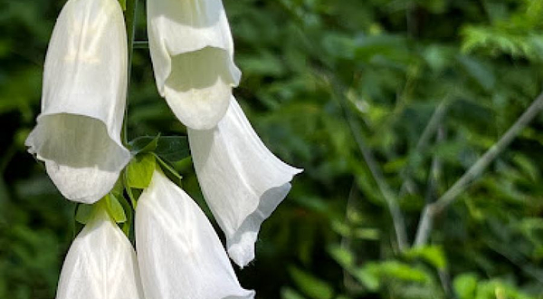 Nisqually State Park Trailhead
