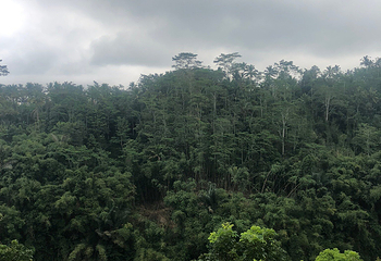Segara Windhu Coffee Plantation第 21 张图片