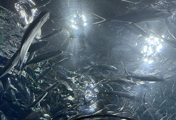 上海海洋水族馆第 126 张图片