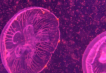 上海海洋水族馆第 218 张图片