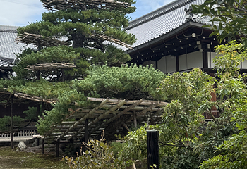 金阁寺第 21 张图片