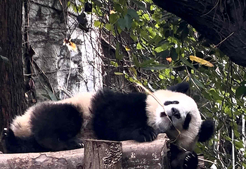成都大熊猫繁育研究基地第 461 张图片