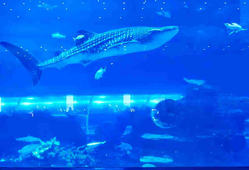 海滨城浩海立方海洋公园第 59 张图片