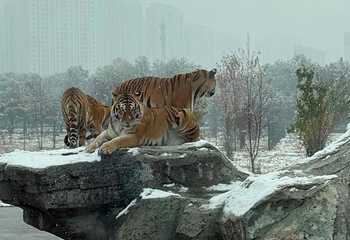 东北虎林园第 223 张图片