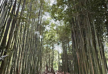 杜甫草堂第 391 张图片
