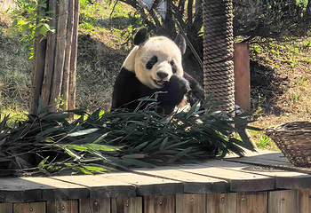 大连森林动物园第 81 张图片