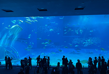 冲绳美丽海水族馆第 166 张图片