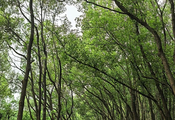 同里国家湿地公园第 96 张图片