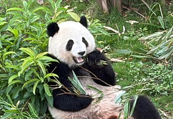 成都大熊猫繁育研究基地第 589 张图片