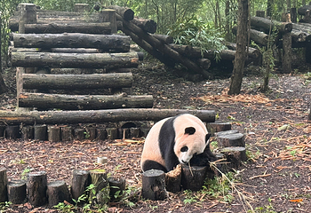 成都大熊猫繁育研究基地第 171 张图片