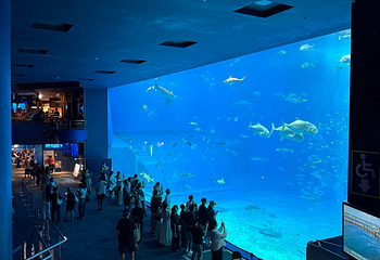 冲绳美丽海水族馆第 201 张图片