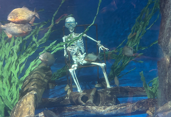吉隆坡城中城水族馆第 94 张图片