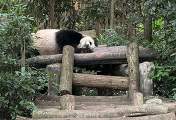 成都大熊猫繁育研究基地第 374 张图片