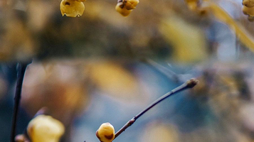 金陵协和神学院