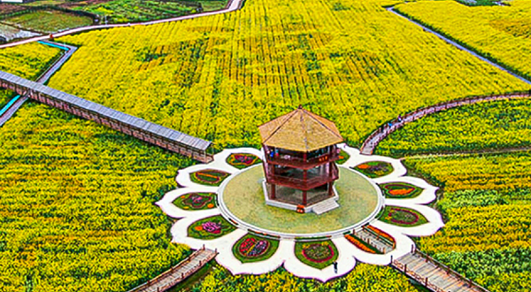 冷杉小密花海影视基地