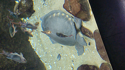 丹麦国立水族馆第 66 张图片