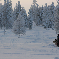 哈士奇雪橇之旅