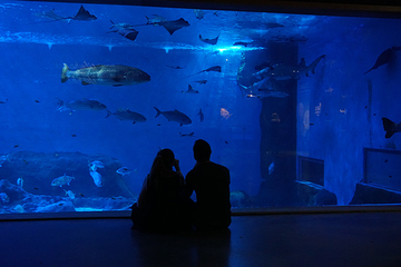 塞维利亚水族馆第 16 张图片