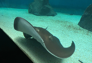 热那亚水族馆第 11 张图片