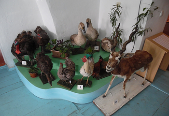 Karakol Historical Museum第 16 张图片