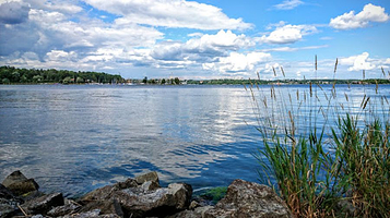 Djurgårdens bokskog