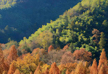 天目山自然保护区第 83 张图片