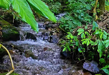 高黎贡山第 10 张图片
