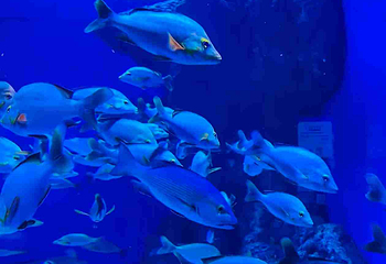 海滨城浩海立方海洋公园第 56 张图片