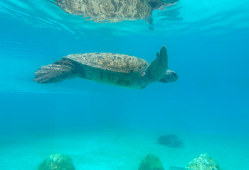 冲绳美丽海水族馆第 89 张图片