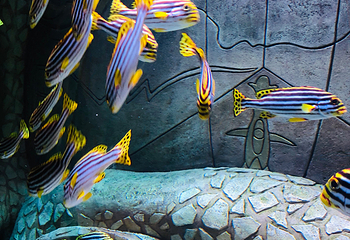 上海海洋水族馆第 108 张图片