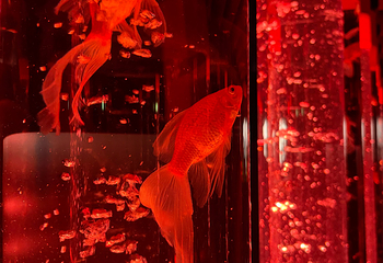 银座艺术水族馆美术馆第 23 张图片