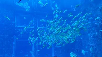 迪拜“失落的世界”水族馆第 15 张图片