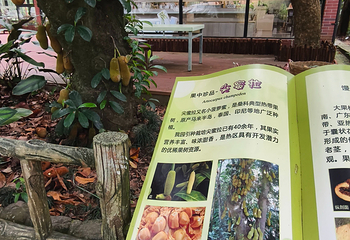 兴隆热带植物园第 84 张图片