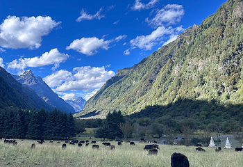 四姑娘山双桥沟景区第 165 张图片