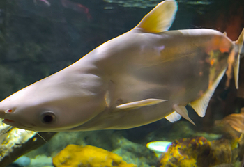 河内时代之城水族馆第 18 张图片