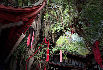 青城山第 356 张图片