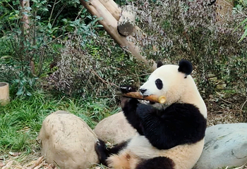 成都大熊猫繁育研究基地第 241 张图片